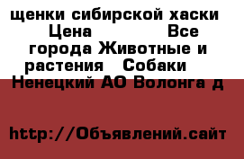 щенки сибирской хаски  › Цена ­ 10 000 - Все города Животные и растения » Собаки   . Ненецкий АО,Волонга д.